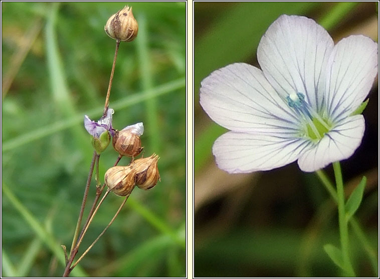 Pale Flax, Linum bienne, Lon beag