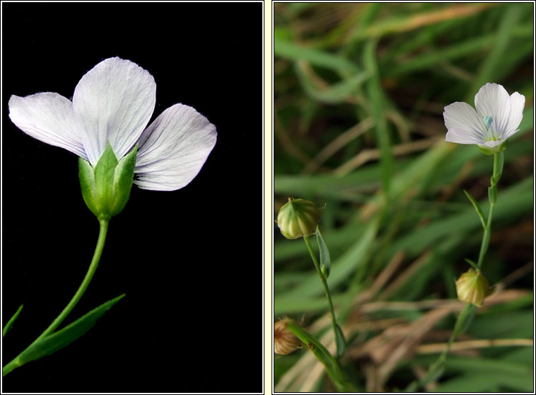 Pale Flax, Linum bienne, Lon beag