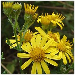 Hoary Ragwort, Senecio erucifolius, Buachaln liath