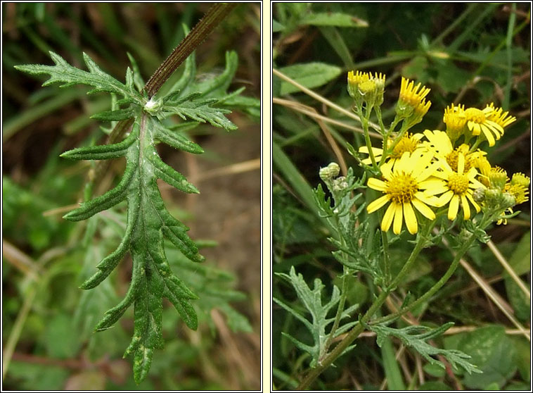 Hoary Ragwort, Senecio erucifolius, Buachaln liath