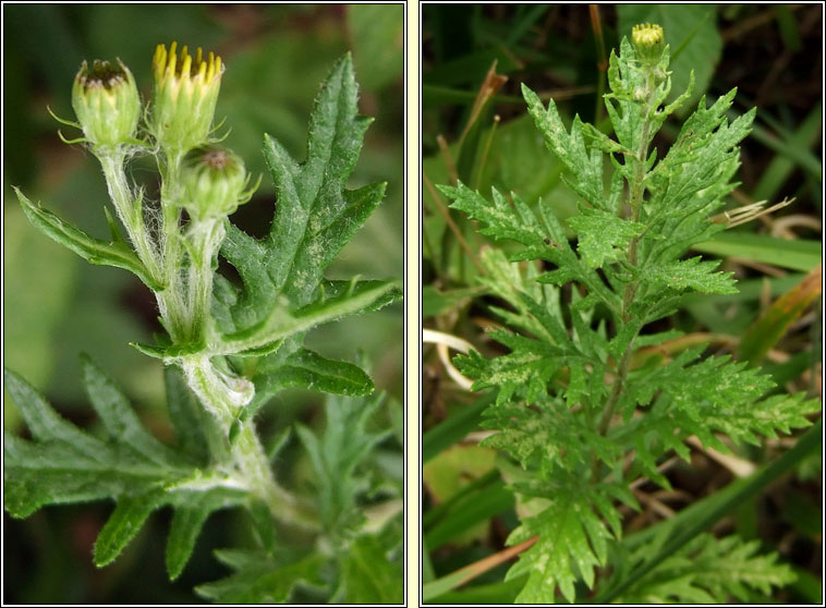 Hoary Ragwort, Senecio erucifolius, Buachaln liath