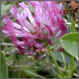 Zigzag Clover, Trifolium medium, Seamair sceabhach