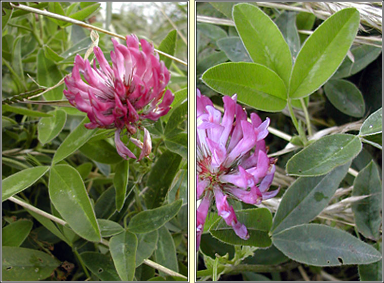 Zigzag Clover, Trifolium medium, Seamair sceabhach