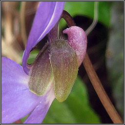 Hairy Violet, Viola hirta, Sailchuach ghiobach