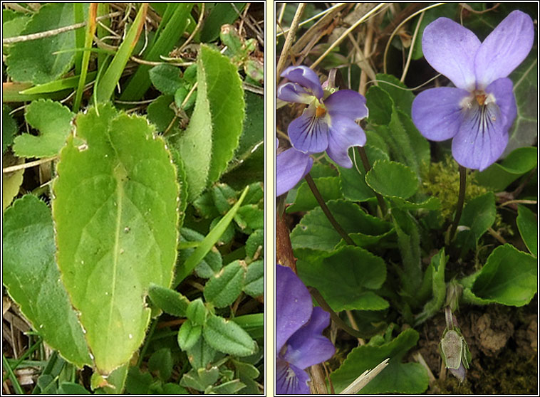 Hairy Violet, Viola hirta, Sailchuach ghiobach