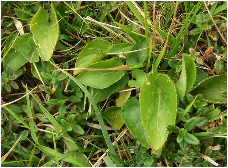 Hairy Violet, Viola hirta, Sailchuach ghiobach