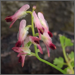 Purple Ramping-fumitory, Fumaria purpurea, Camn searraigh corcra