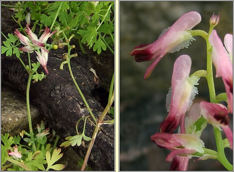 Purple Ramping-fumitory, Fumaria purpurea, Camn searraigh corcra