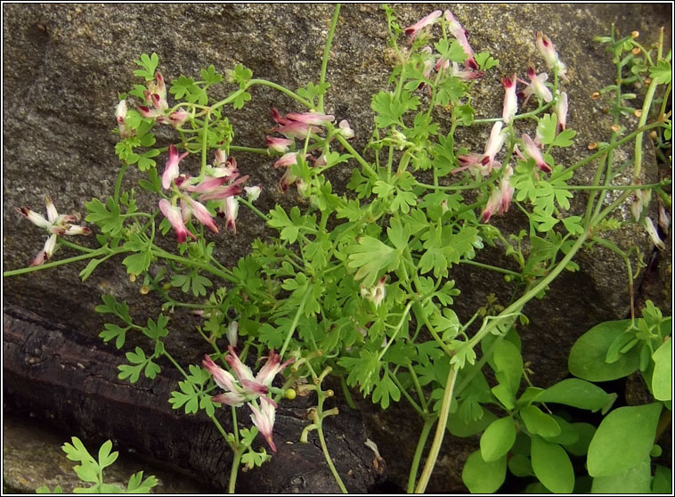 Purple Ramping-fumitory, Fumaria purpurea, Camn searraigh corcra