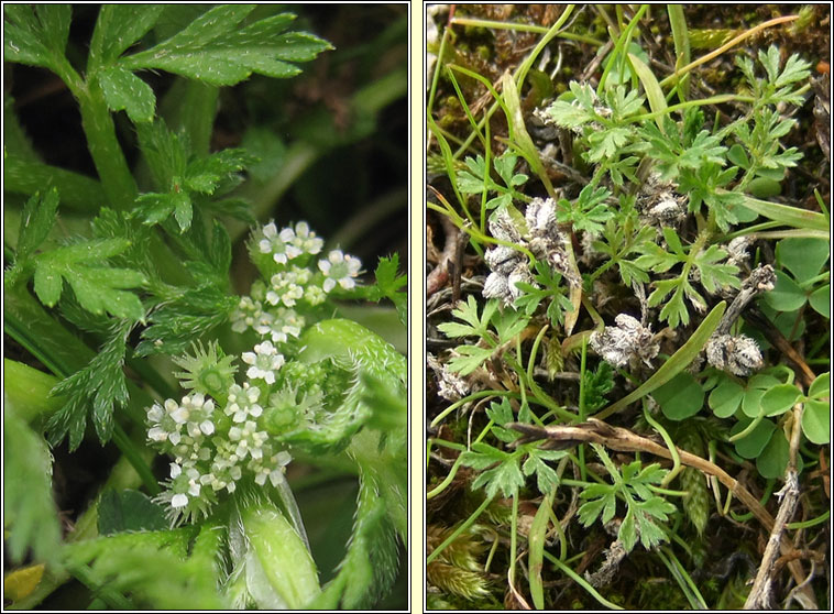 Knotted Hedge-parsley, Torilis nodosa, Lus na gcloch fuail