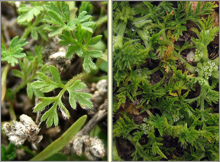 Knotted Hedge-parsley, Torilis nodosa, Lus na gcloch fuail