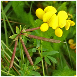 Common Birds-foot-trefoil, Lotus corniculatus var sativus