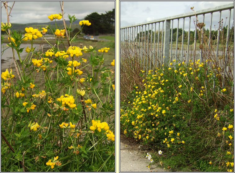 Common Birds-foot-trefoil, Lotus corniculatus var sativus