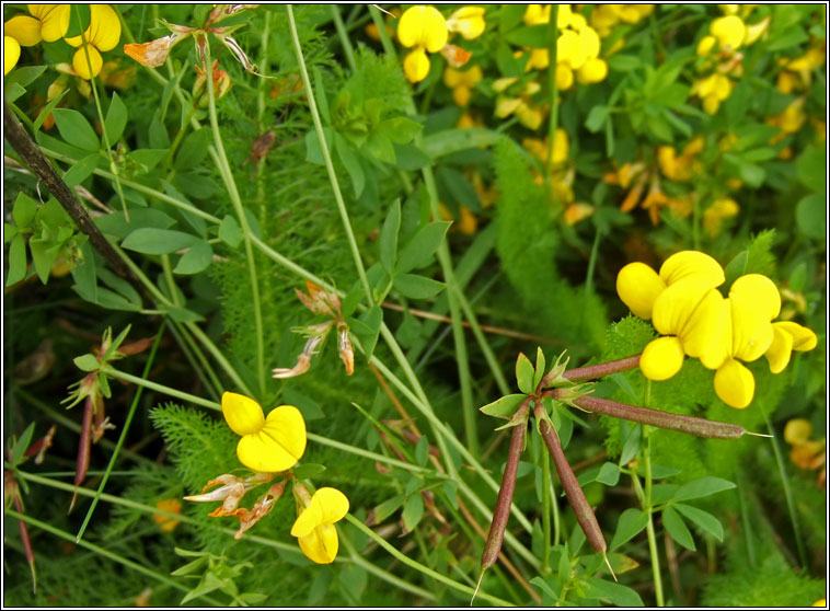 Common Birds-foot-trefoil, Lotus corniculatus var sativus