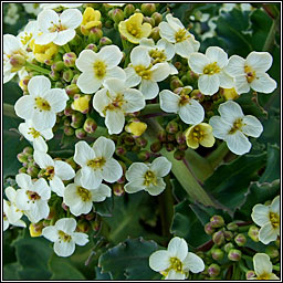 Sea-kale, Crambe maritima, Praiseach thr