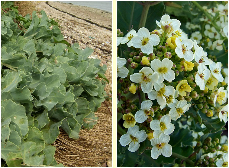 Sea-kale, Crambe maritima, Praiseach thr