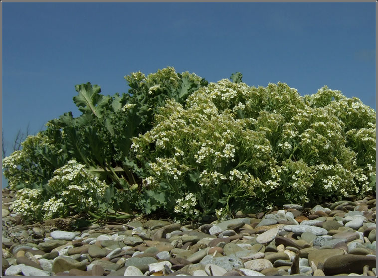 Sea-kale, Crambe maritima, Praiseach thr