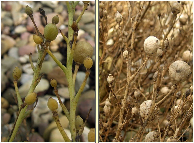 Sea-kale, Crambe maritima, Praiseach thr