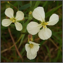 Wild Radish, Raphanus raphanistrum subsp raphanistrum, Meacan raidigh