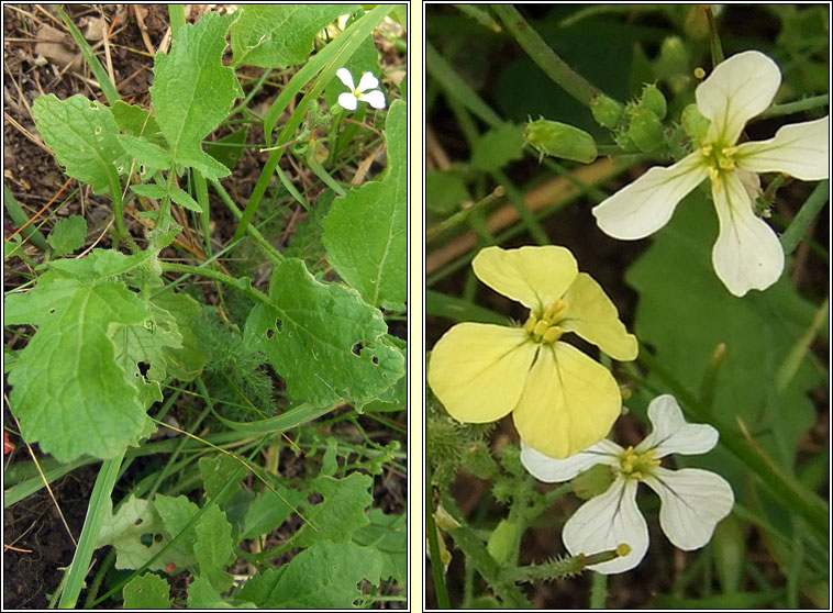 Wild Radish, Raphanus raphanistrum subsp raphanistrum, Meacan raidigh