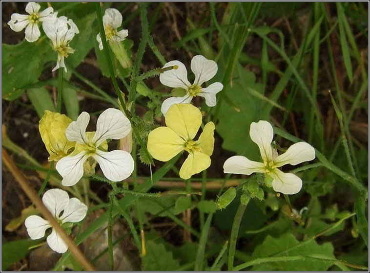 Wild Radish, Raphanus raphanistrum subsp raphanistrum, Meacan raidigh