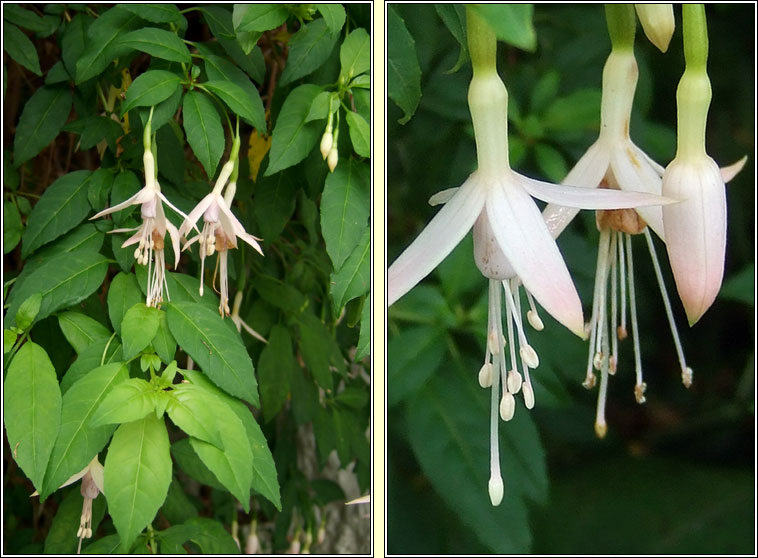 White Fuchsia, Fuchsia magellanica var molinae