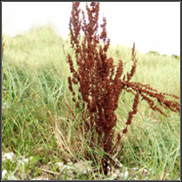 Curled Dock, Rumex crispus subsp littoreus