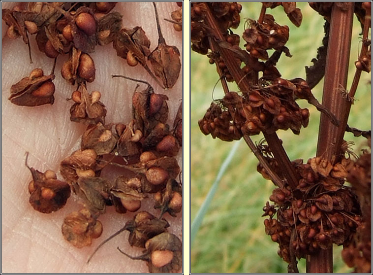 Curled Dock, Rumex crispus subsp littoreus