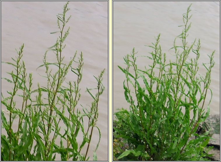 Curled Dock, Rumex crispus subsp uliginosus