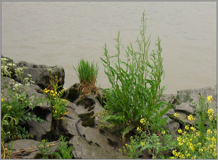 Curled Dock, Rumex crispus subsp uliginosus