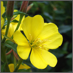 Intermediate Evening-primrose, Oenothera x fallax