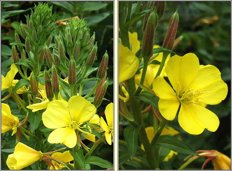 Intermediate Evening-primrose, Oenothera x fallax