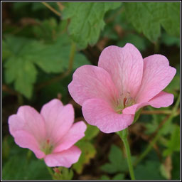 French Crane's-bill, Geranium endressii