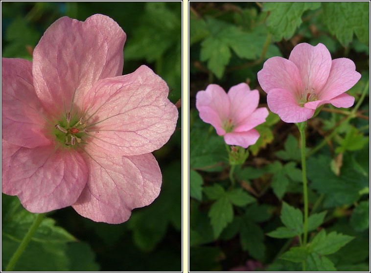 French Crane's-bill, Geranium endressii