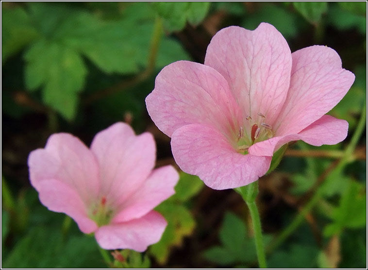 French Crane's-bill, Geranium endressii