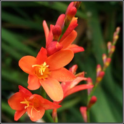 Potts' Montbretia, Crocosmia pottsii