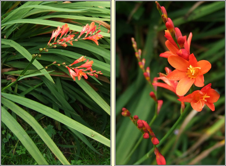 Potts' Montbretia, Crocosmia pottsii