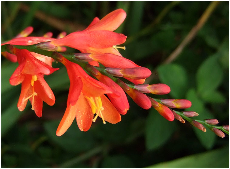 Potts' Montbretia, Crocosmia pottsii