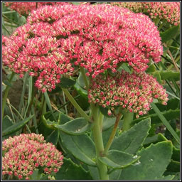 Butterfly Stonecrop, Hylotelephium spectabile