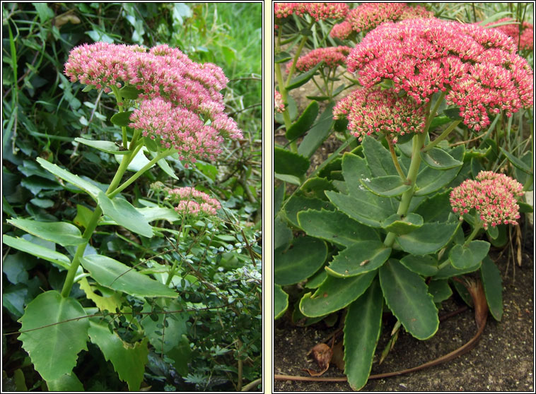 Butterfly Stonecrop, Hylotelephium spectabile