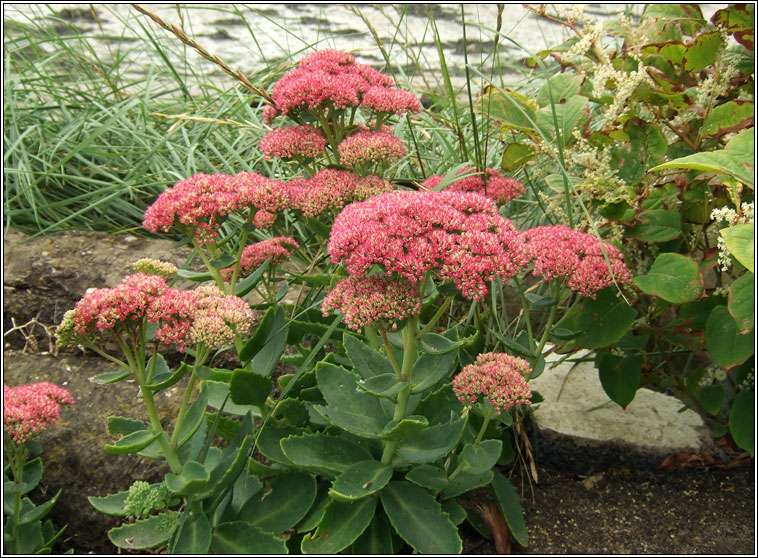 Butterfly Stonecrop, Hylotelephium spectabile