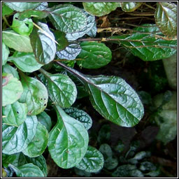 Bugle, Ajuga reptans var atropurpurea