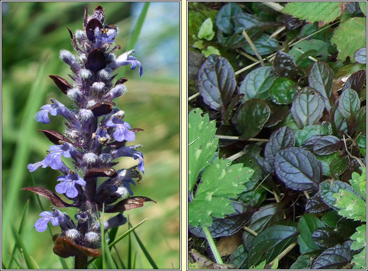 Bugle, Ajuga reptans var atropurpurea