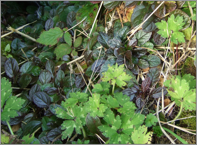 Bugle, Ajuga reptans var atropurpurea