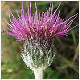 Meadow Thistle, Cirsium dissectum, Feochadn mna