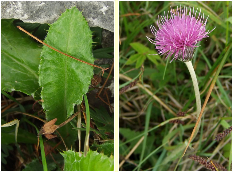 Meadow Thistle, Cirsium dissectum, Feochadn mna