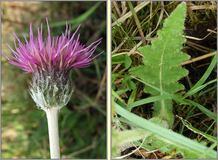 Meadow Thistle, Cirsium dissectum, Feochadn mna