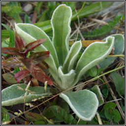 Rose Campion, Lychnis coronaria