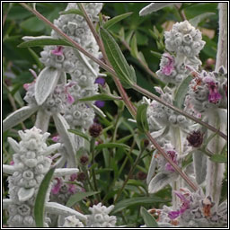 Lamb's-ear, Stachys byzantina