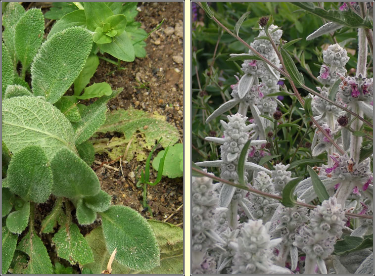 Lamb's-ear, Stachys byzantina